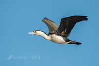 pied cormorant 12684