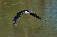 pied cormorant 12983