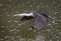 pied cormorant 13097