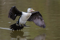 pied cormorant 13369