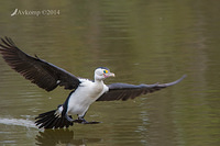 pied cormorant 13370