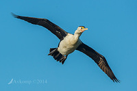 pied cormorant 13880