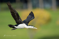 pied cormorant 13935