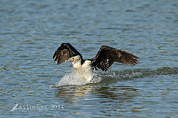 pied cormorant 13941