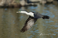 pied cormorant 13950