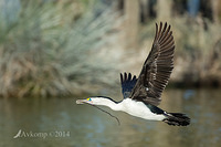 pied cormorant 13951