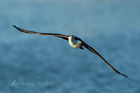 pied cormorant 13972