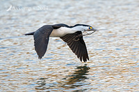 pied cormorant 14312