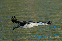 pied cormorant 14726