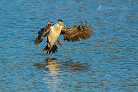 pied cormorant 14735