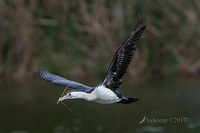 pied cormorant 14764