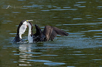 pied cormorant 14797