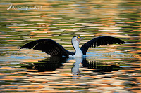 pied cormorant 15073