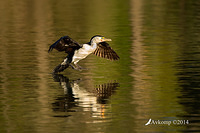 pied cormorant 15293