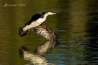 pied cormorant 15296