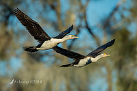 pied cormorant 15604