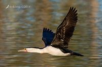 pied cormorant 15608