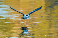 pied cormorant 15617