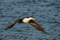 pied cormorant 15951