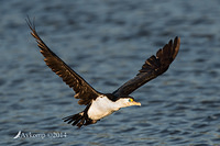 pied cormorant 15952