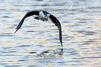 pied cormorant 16074