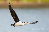 pied cormorant 17422