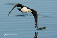 pied cormorant 17662