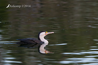 pied cormorant 17686