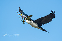 pied cormorant 19087