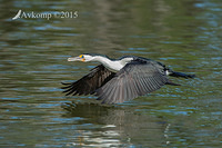 pied cormorant 19233