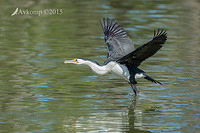 pied cormorant 19234