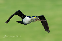 pied cormorant 19262