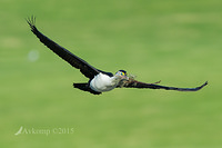 pied cormorant 19263