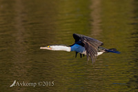 pied cormorant 2312