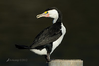 pied cormorant 2478