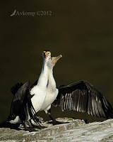 pied cormorant 2499