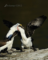 pied cormorant 2501