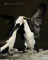 pied cormorant 2502