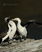 pied cormorant 2504