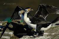 pied cormorant 2506