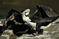 pied cormorant 2507