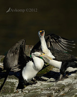 pied cormorant 2511