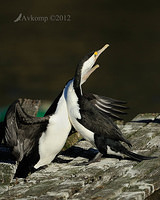 pied cormorant 2516