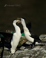 pied cormorant 2518