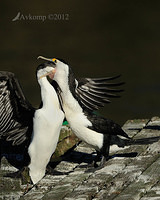 pied cormorant 2519