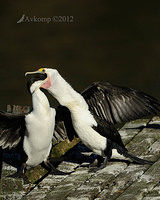 pied cormorant 2520