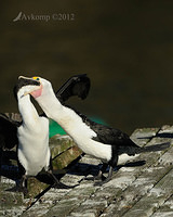 pied cormorant 2521