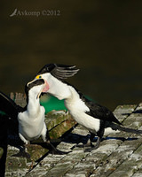 pied cormorant 2522