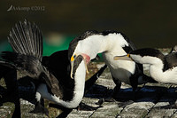 pied cormorant 2526