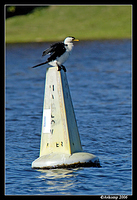 pied cormorant 3